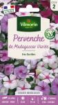 Fleurs - Pervenche de Madagascar en Mélange - face recto